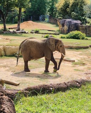 Image post by @bhamzoo on Instagram