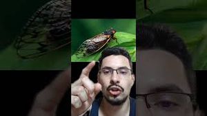Video post by @zappy-tv on YouTube