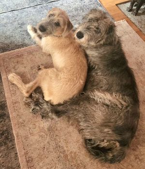 Image post by @thesavannahwolfhound on Instagram