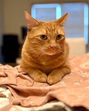 Image post by @cheeeto.the.cat on Instagram