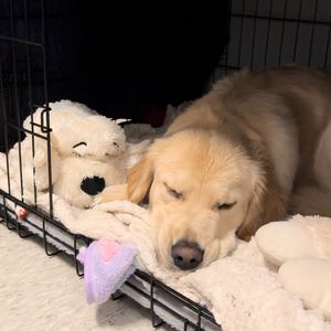 Image post by @originalsnugglepuppy on Instagram