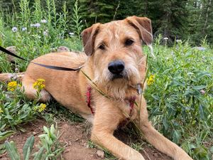 Image post by @raindancecolorado on Instagram