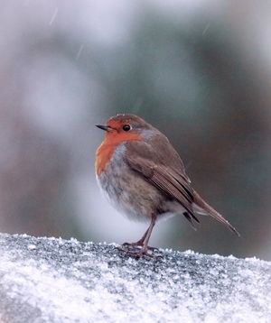 Image post by @rspb on Instagram