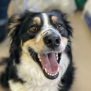 Image post by @whitmanpets on Instagram