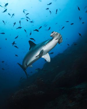 Image post by @discovery on Instagram