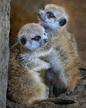 Image post by @sandiegozoo on Instagram