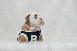 Image post by @thebutlerblue on Instagram