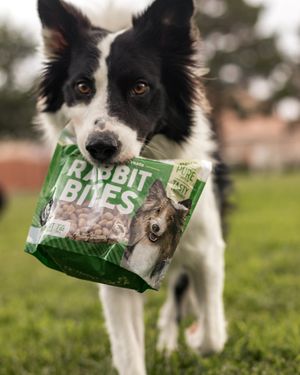 Image post by @pupfluence on Instagram