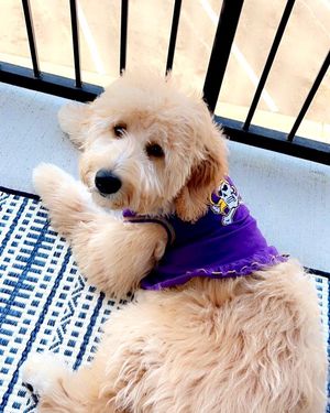 Image post by @eastcarolinauniv on Instagram