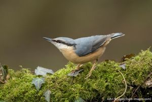 Image post by @rspb on Instagram