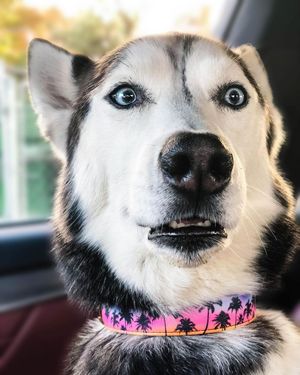 Image post by @evolvepetfood on Instagram