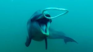 Video post by @bbcearth on YouTube