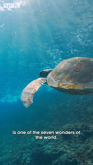 Video post by @bbcearth on Instagram