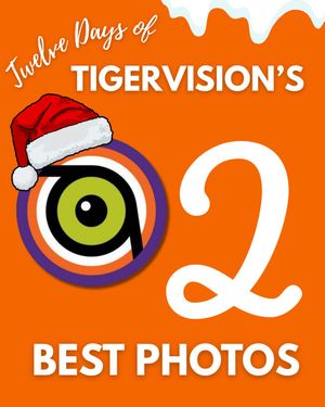 Image post by @cutigervision on Instagram