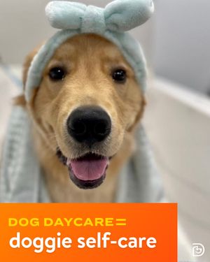 Image post by @dogtopiagr on Instagram