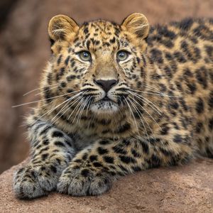Image post by @sandiegozoo on Instagram