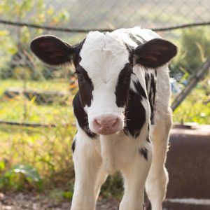 Image post by @animalplanet on Instagram