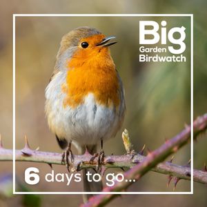 Image post by @rspb on Instagram