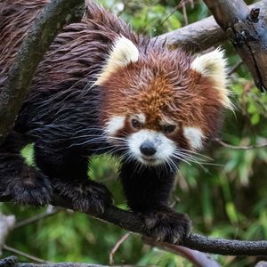 Image post by @sandiegozoo on Instagram