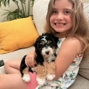 Image post by @castlerockbernedoodles on Instagram