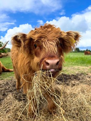 Image post by @visitscotland on Instagram
