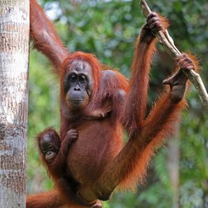 Image post by @animalplanet on Instagram