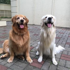 Image post by @mikethewhitegolden on Instagram
