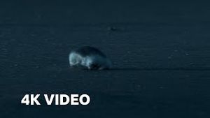 Video post by @bbcearth on YouTube