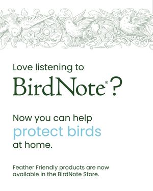 Image post by @featherfriendly on Instagram