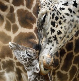 Image post by @sandiegozoo on Instagram