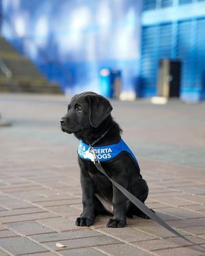 Image post by @canuckspup on Instagram