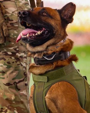 Image post by @patriotallamerica on Instagram