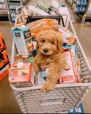 Text post by @kroger on Twitter/X