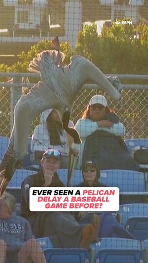 Video post by @cbssports on TikTok