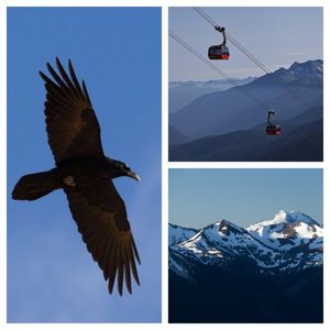 Image post by @whistlerblackcomb on Instagram