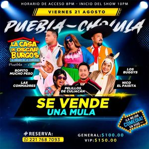 Image post by @pelillosdeculiacan on Instagram
