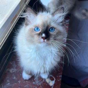 Image post by @brunrik.and.pyrene.ragdolls on Instagram