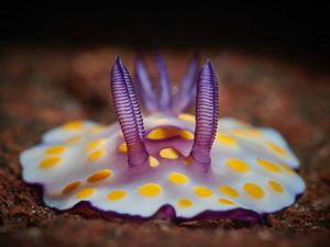 Image post by @ScienceChannel on Twitter