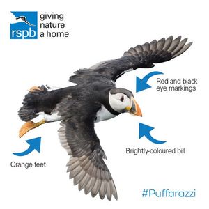 Image post by @rspb on Instagram