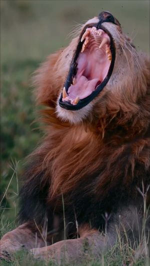 Video post by @bbcearth on TikTok
