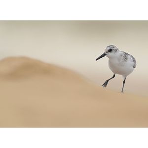 Image post by @hm_birds on Instagram