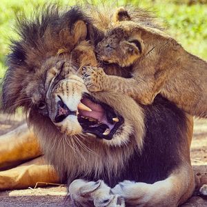 Image post by @sandiegozoo on Instagram