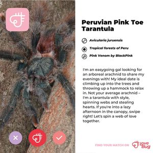 Image post by @butterflypavilion on Instagram