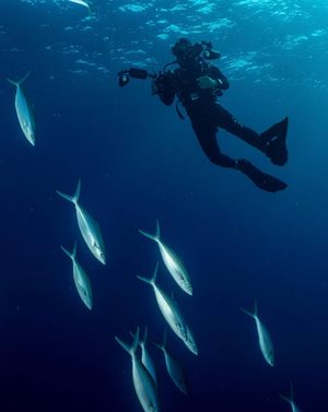 Image post by @sealegacy on Instagram