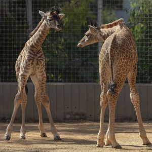 Image post by @sandiegozoo on Instagram