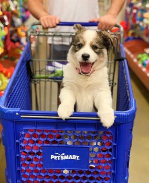 Image post by @petsmart on Instagram
