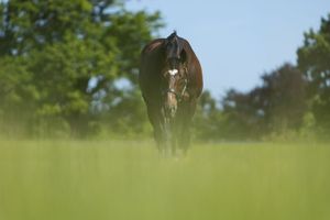 Image post by @juddmonte on Instagram