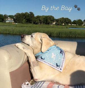 Image post by @shop_buddybythesea on Instagram