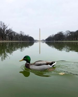 Image post by @nickbrownco on Instagram