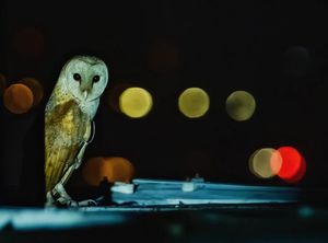 Image post by @sktphotografy on Instagram